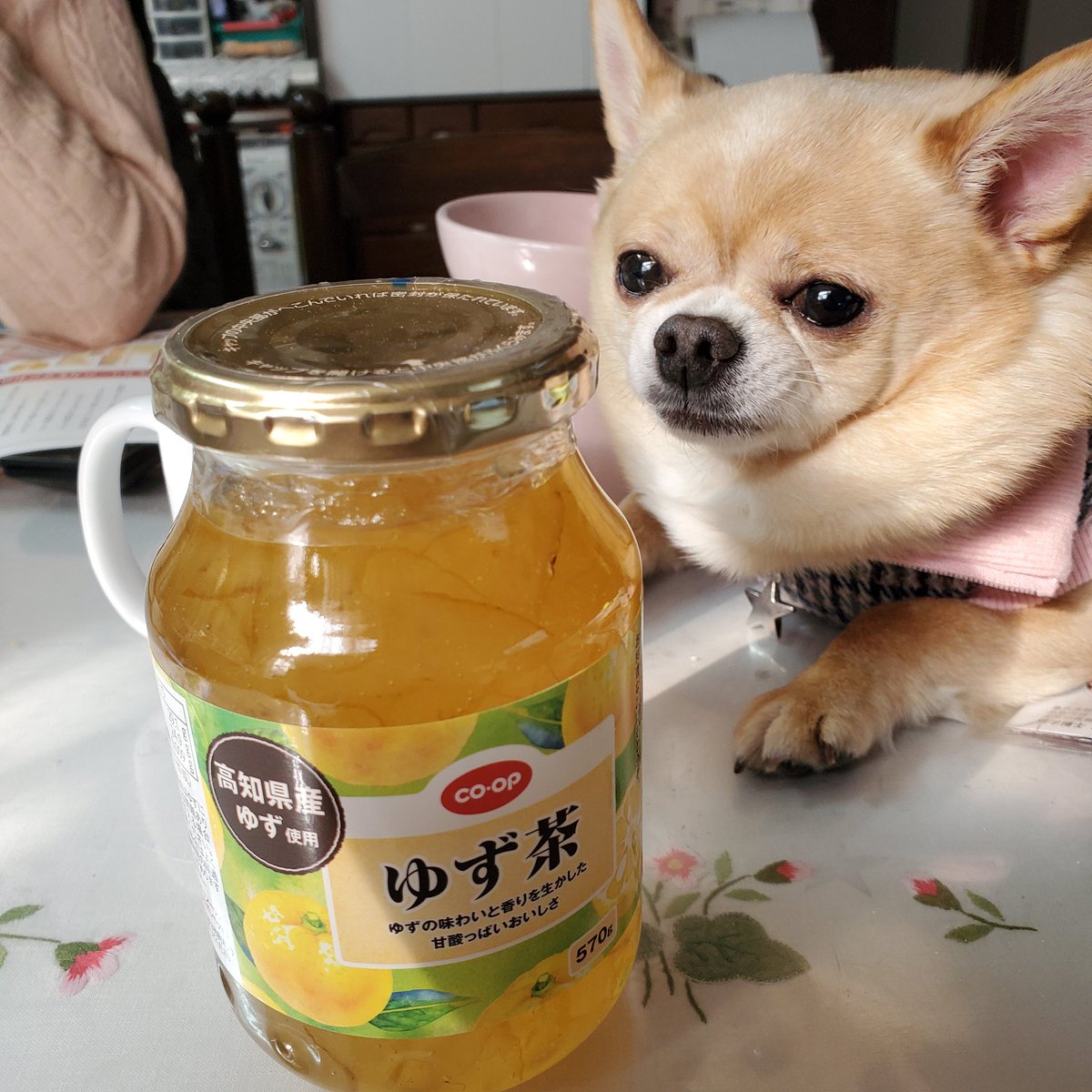 アニキの真似をして柚子茶買ってきました、いざ飲もうとしたら🐶も飲みたそうです。笑！