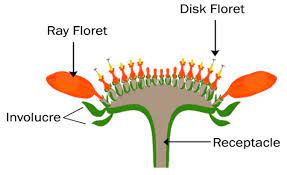 PlantsSciences's tweet photo. A #capitulum or head, the characteristic inflorescence of the sunflower family. Depending on the tribe, the inflorescence may consist of ray flowers, disk flowers, or both ray and disk #flowers.
For more details visit our website:
https://t.co/CFKNI0IPPI https://t.co/xvzWPRaqFV