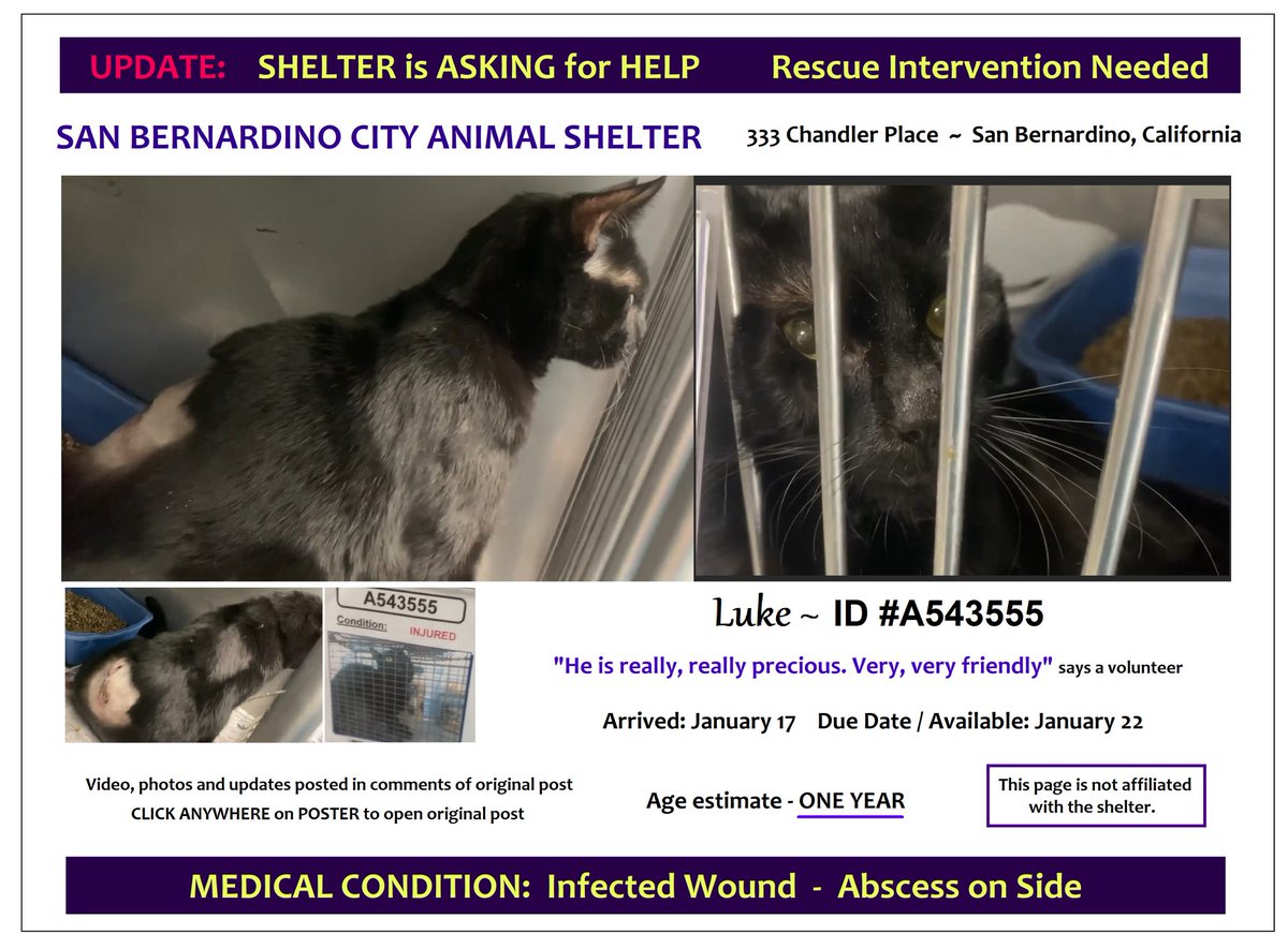 PeterAskin1's tweet photo. Dear Luke who did this to you??? This sweet black boy kitty ID #A543555 at the #SanBernardinoCA #CityShelter has a nasty infected wound on his side (being treated)! Needs rescue with death lurking nearby! Pledge for rescue! VERY URGENT!
https://t.co/Qf8duQUJ97 https://t.co/cRweptpB6f