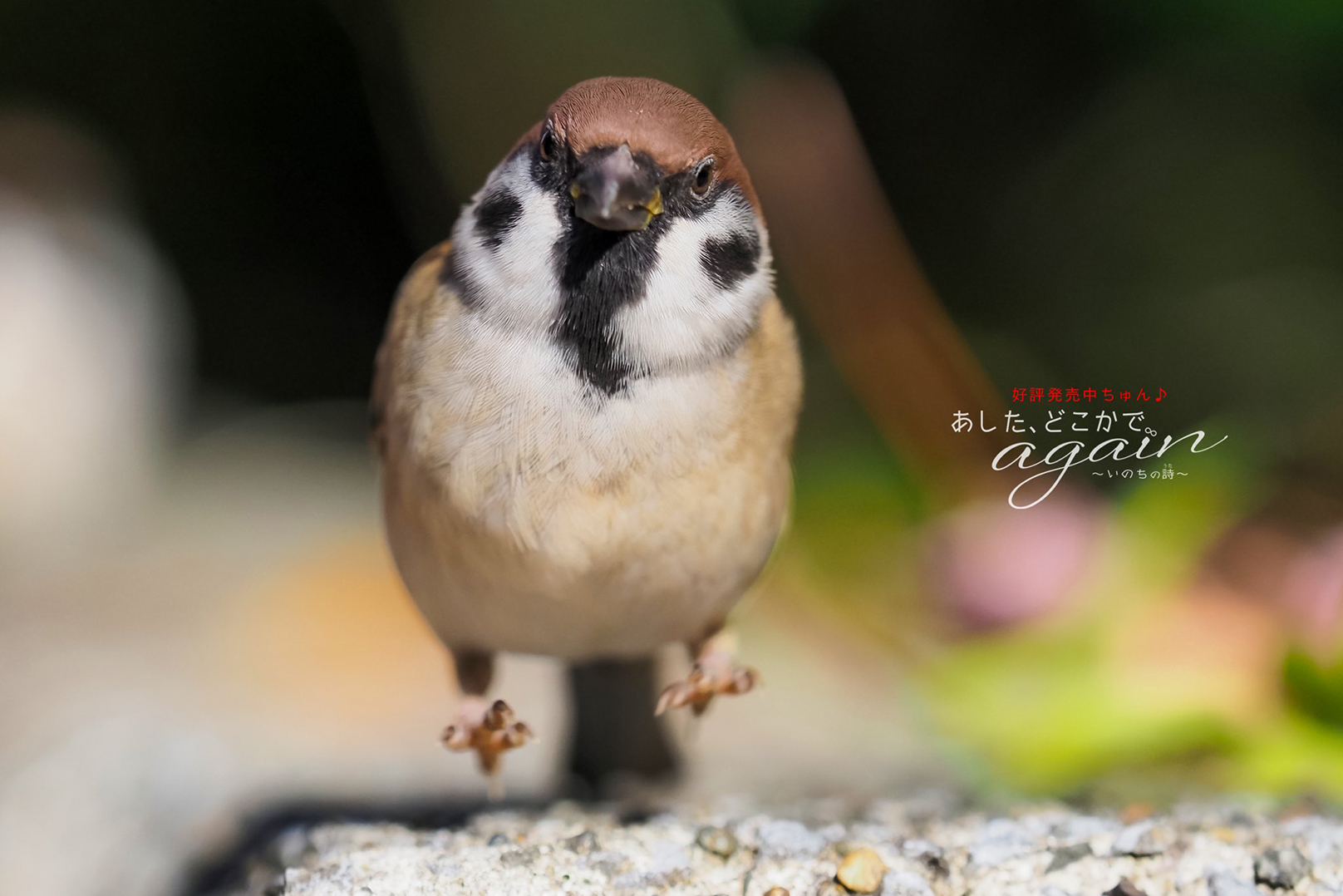 うえだこうじ Uedakoji Photo Twitter