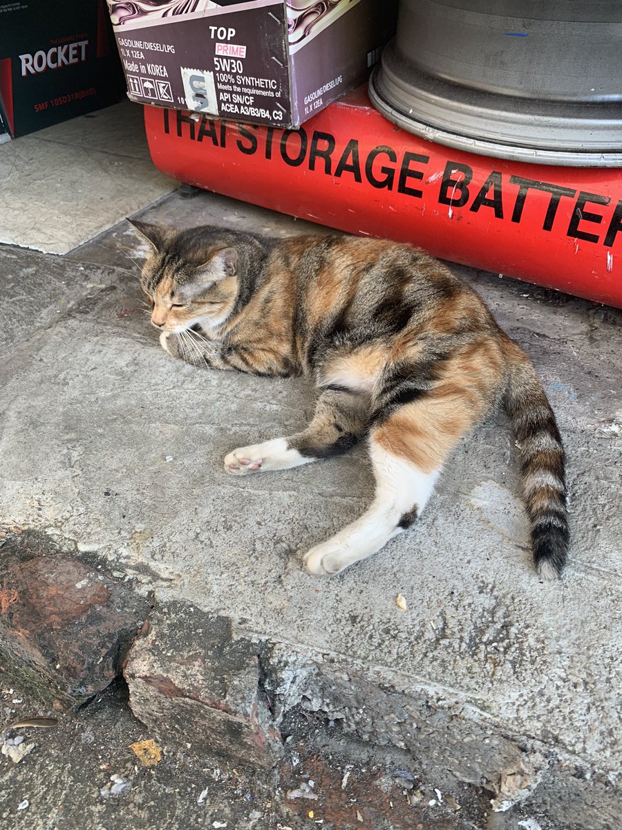 Master_K0n's tweet photo. cute cat baby💩💩 https://t.co/rufaQkHZYs