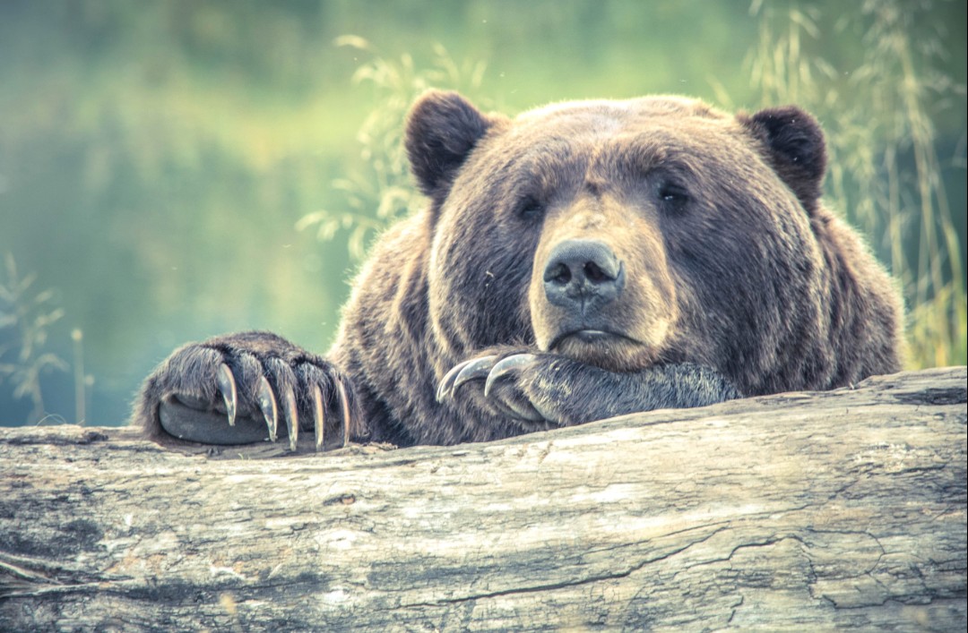 Tony Matthews VEGANPROUD tweet media