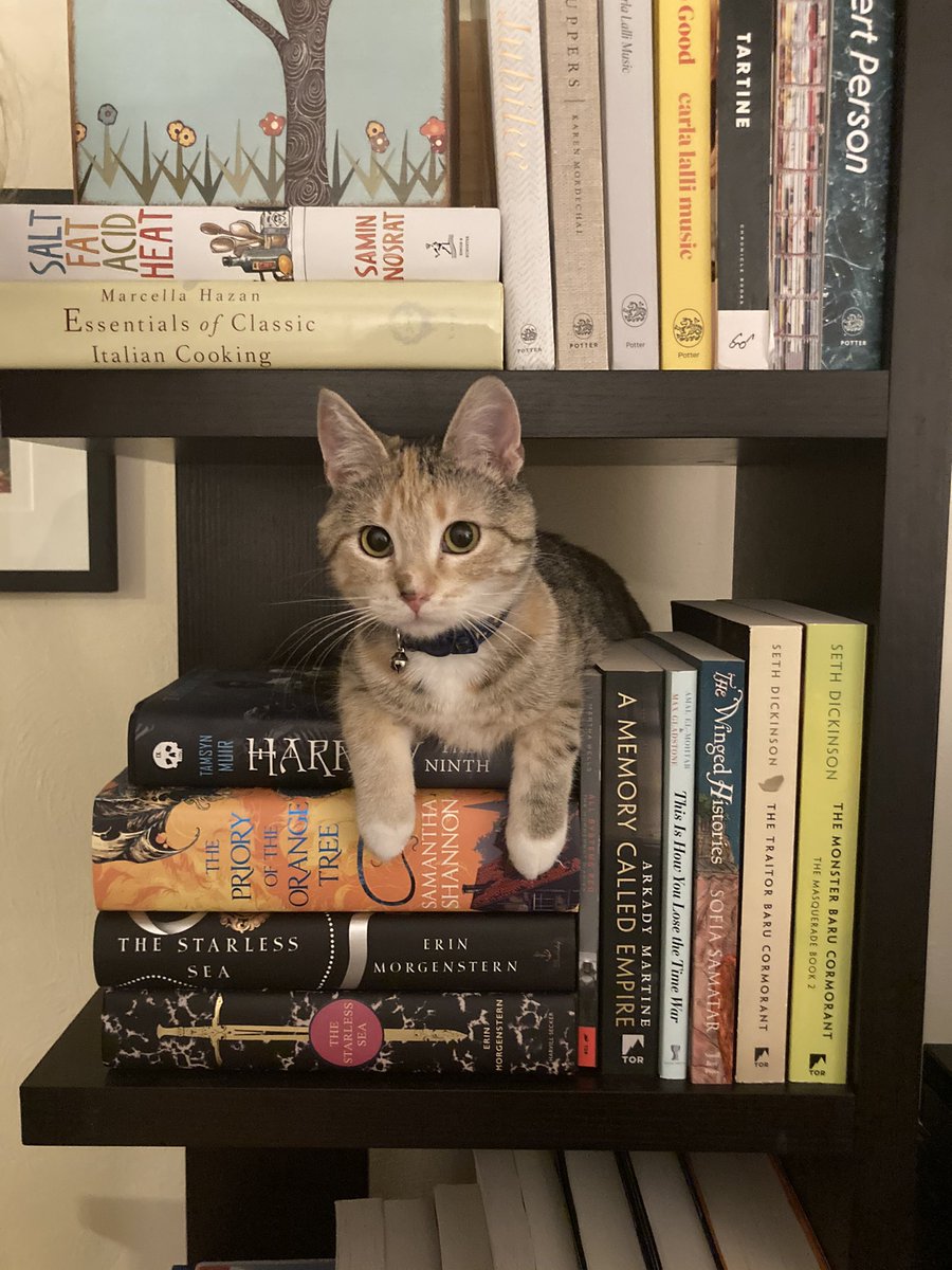 brazenfaces's tweet image. only the finest gay fantasy/sci fi for MY cat