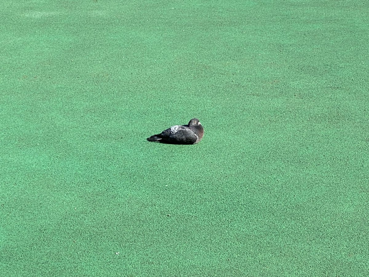 Artefactory_Inc's tweet photo. 日向ぼっこ☼🐤

ここ数日、日中は少し暖かいですが
春が来るのが待ち遠しいですね🌸

#artefactory #art #education 
＃教育 ＃教材 #絵描きさんと繫がりたい 
#アート好きな人と繋がりたい https://t.co/jz6XWLr2CE