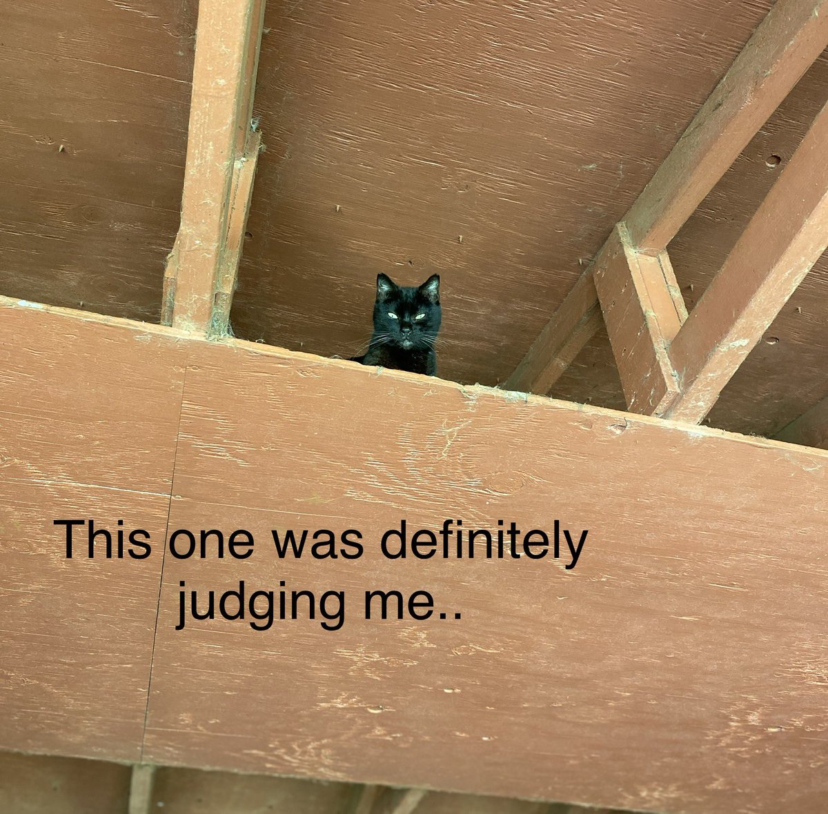 Lanai Cat Sanctuary is purrfect! #lanaicatsanctuary #cats