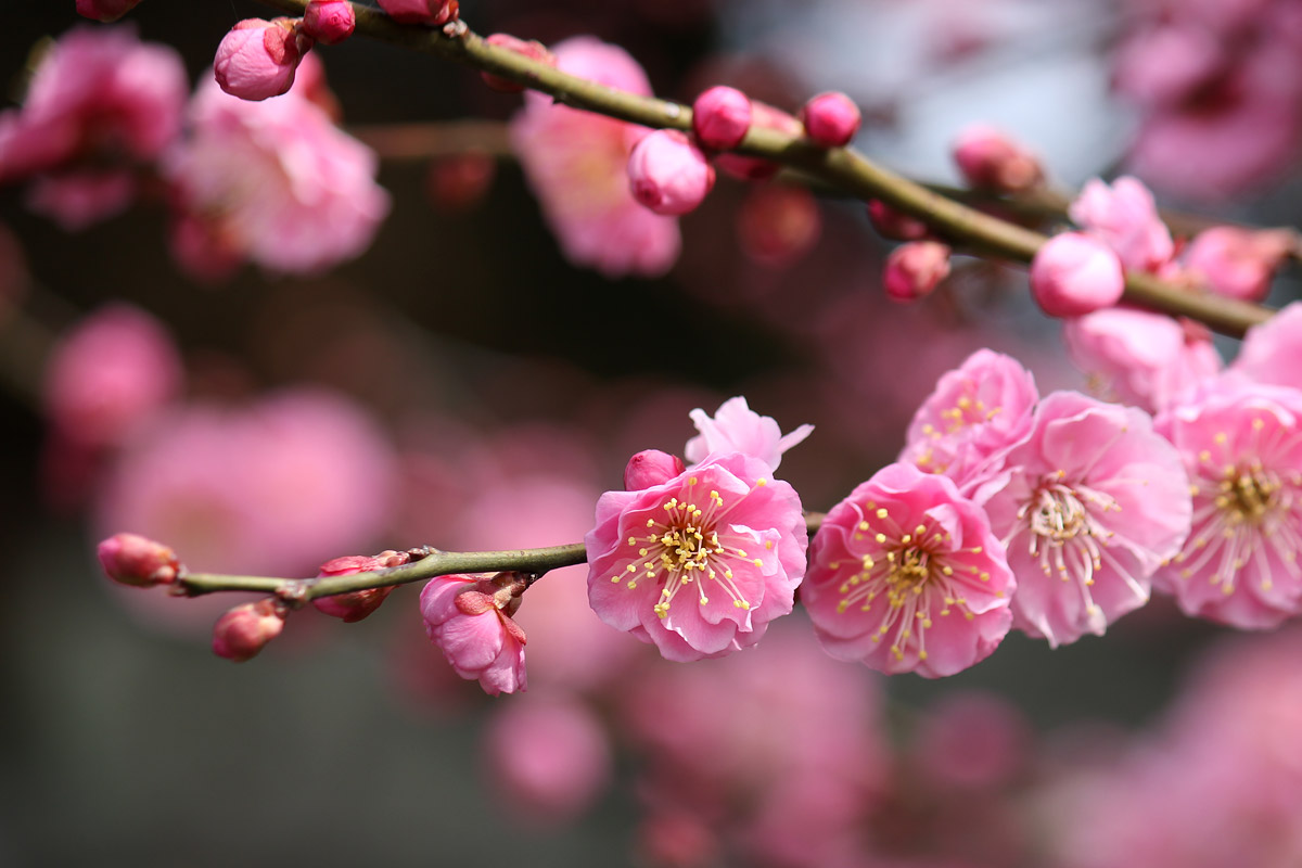 みやざきの景観づくり 宮崎市景観課 宮崎市版365日誕生花 2月3日の宮崎市版誕生花は ウメ 紅 です 江戸時代に梅を ムメ と呼んだことから 花言葉は 忠実 誕生花 花言葉 ウメ T Co Gmqsqwimc9 Twitter みやざきの景観づくり 宮崎市景観課 宮崎市版365日誕生花 2月3日の宮崎市版誕生花は ウメ 紅 です 江戸時代に梅を ムメ と呼んだことから 花言葉は 忠実 誕生花 花言葉 ウメ T Co Gmqsqwimc9 Twitter