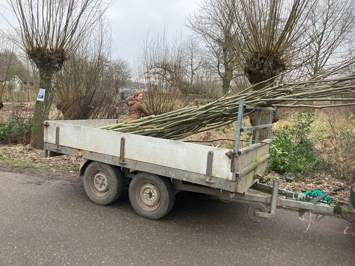 Het is wilgenknotseizoen. Wij worden blij van wilgentenen, want elke tak met beetje formaat kan een nieuwe wilg worden. Dus heb je een katjes/geoorde/krul/goud/bos- of andere wilg in je tuin: ga snoeien en lever in bij een bomenhub in de buurt! meerbomen.nu/doneereenzaail…