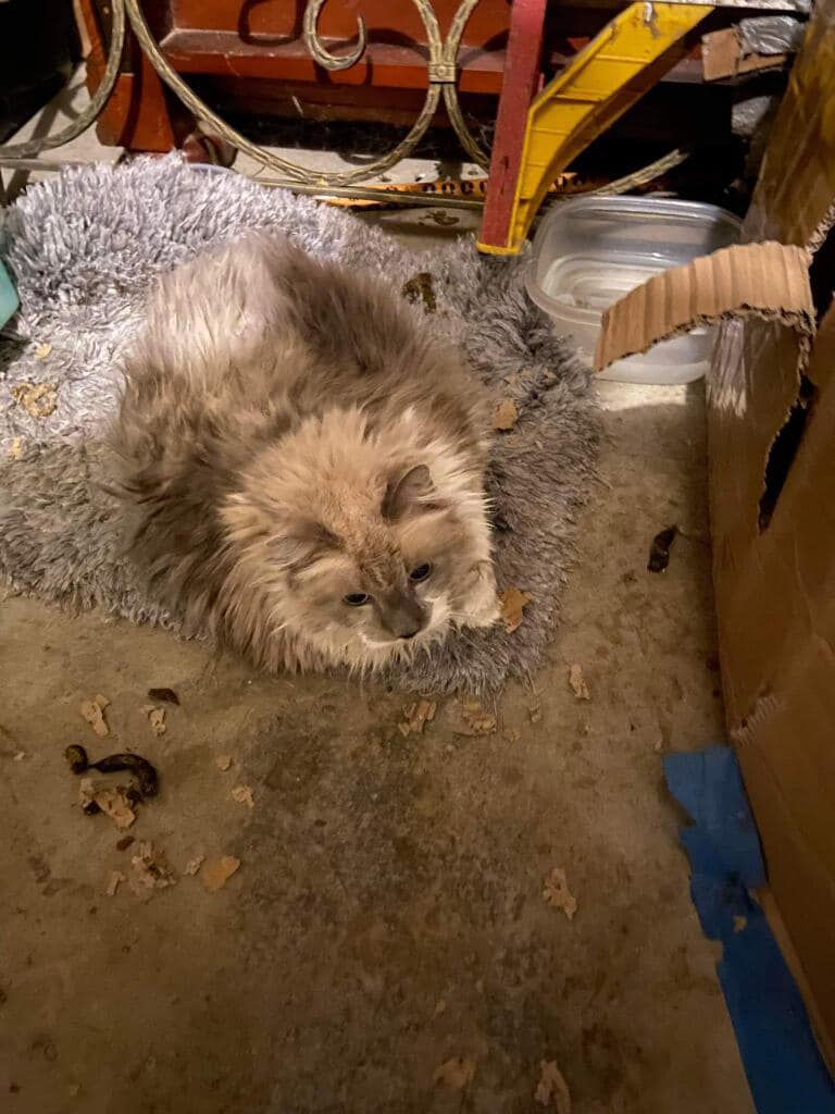 PeterAskin1's tweet photo. Revolting people left cat in #FortWorthTX garage &amp; barely alive when rescued after three weeks by Saving Hope Rescue! Please donate by PayPal if you can for this poor cat: https://t.co/K9XZYfhCXk Thank you most kindly! 🙏
https://t.co/Z1lGyV6rUx https://t.co/KnwhFWkLHj