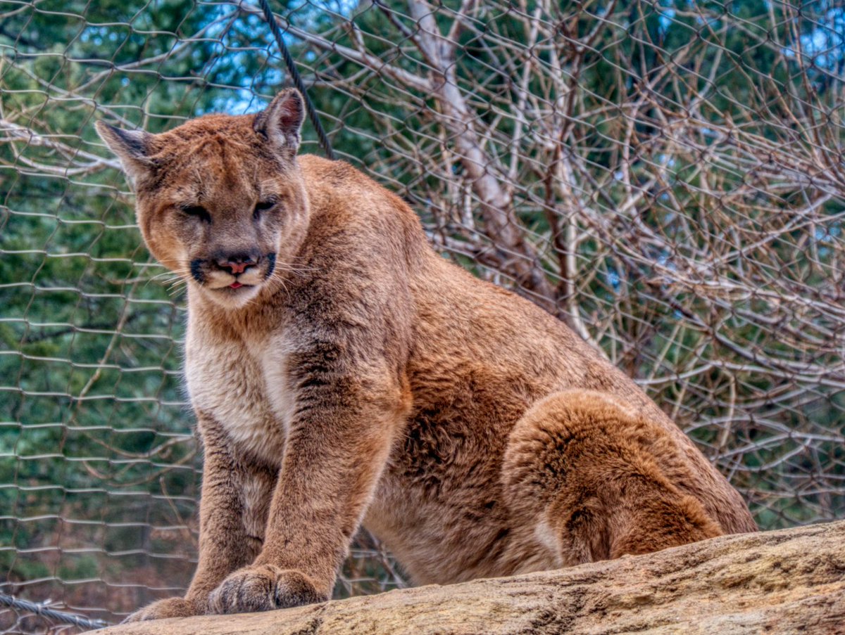 jscherer32's tweet photo. The same cougar as seen in the previous photos taken at Cheyenne Mountain Zoo on 12-28-21. Look at this cute little doof. I love cats. https://t.co/m0ZpuMImTc