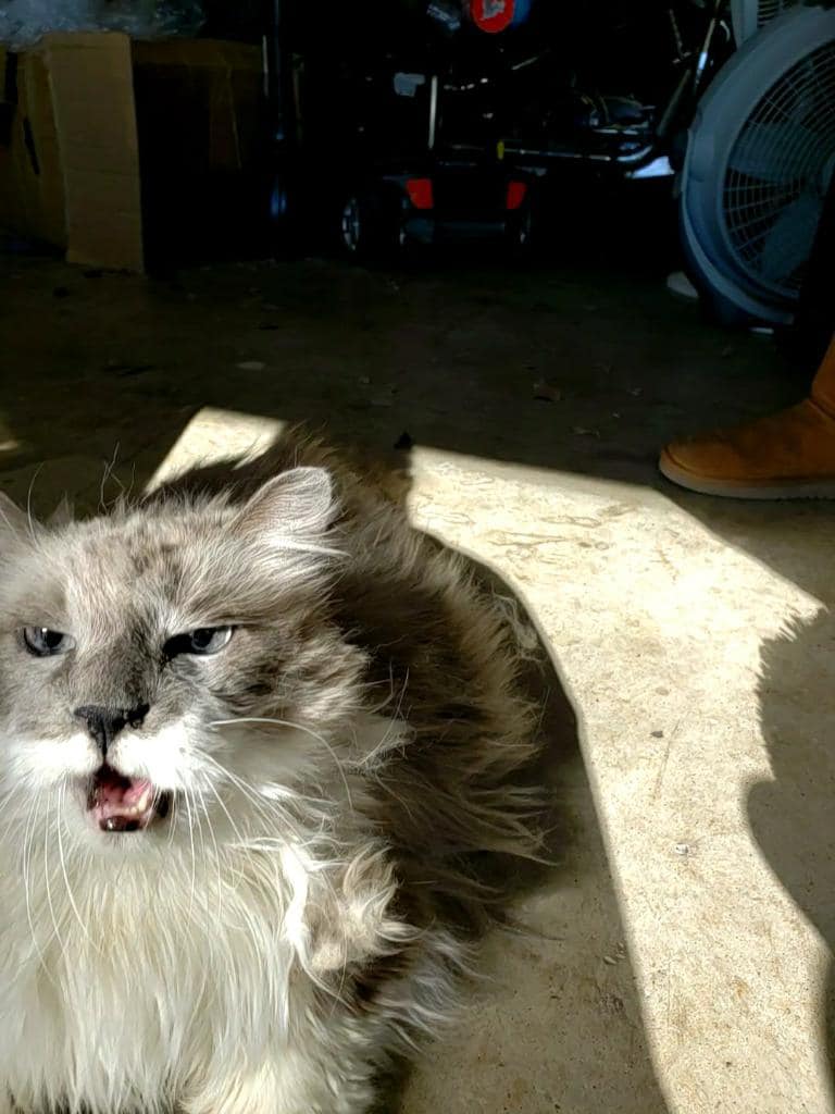PeterAskin1's tweet photo. Revolting people left cat in #FortWorthTX garage &amp; barely alive when rescued after three weeks by Saving Hope Rescue! Please donate by PayPal if you can for this poor cat: https://t.co/K9XZYfhCXk Thank you most kindly! 🙏
https://t.co/Z1lGyV6rUx https://t.co/KnwhFWkLHj