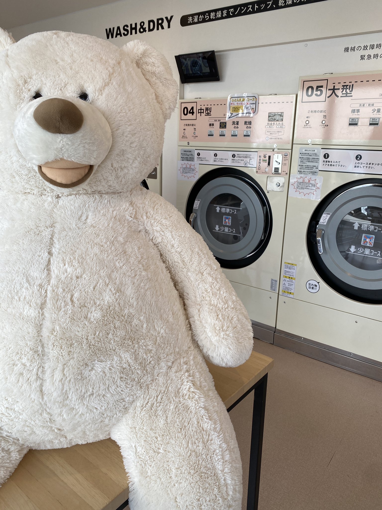 たらいぐまのランドリー たらいぐまのらんどりー｜サンリオ