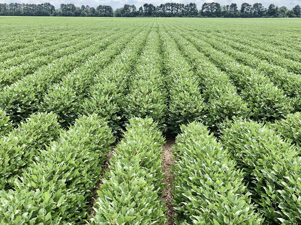 Jeb355's tweet image. 2021 Was a great year for soybeans.  Hope 2022 is too!