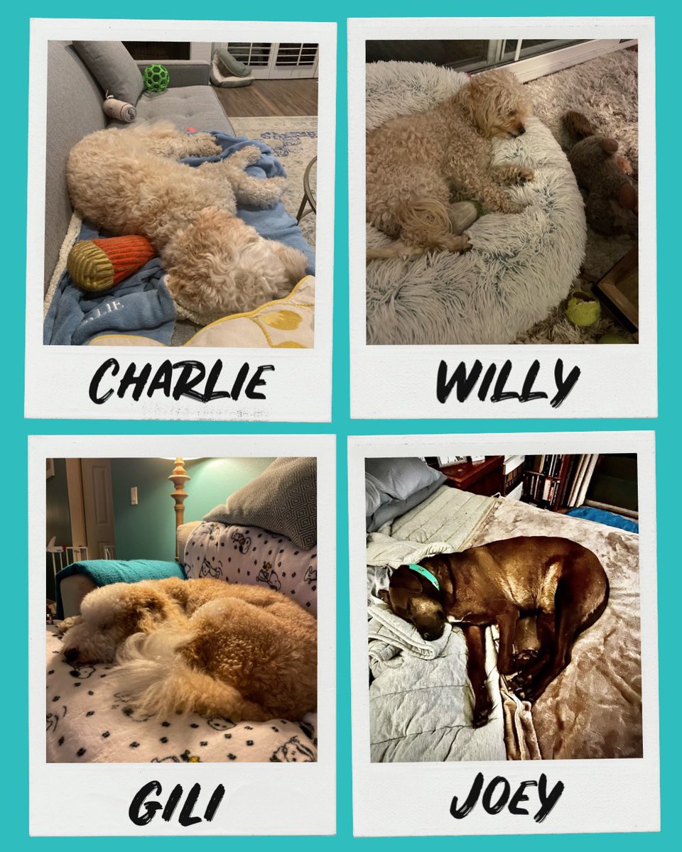 WillysClubhouse's tweet photo. I never wonder how the crew is doing @WillysClubhouse after burning it down at the beach because my mama always checks on them at the end of every day. 💛 They are usually passed out! 💤Exercise helps my #anxiety. What helps you? 🐕 💭 #willywonders #doggos #dogdiary #dogwalker https://t.co/yqOsMsduHz