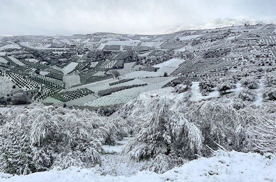 winesofcrete's tweet photo. Checking the PDO area of Dafnes in total white.
#winewofcrete 
Photos: @douloufakiswine 
@winewankers https://t.co/zDzifA5X2i