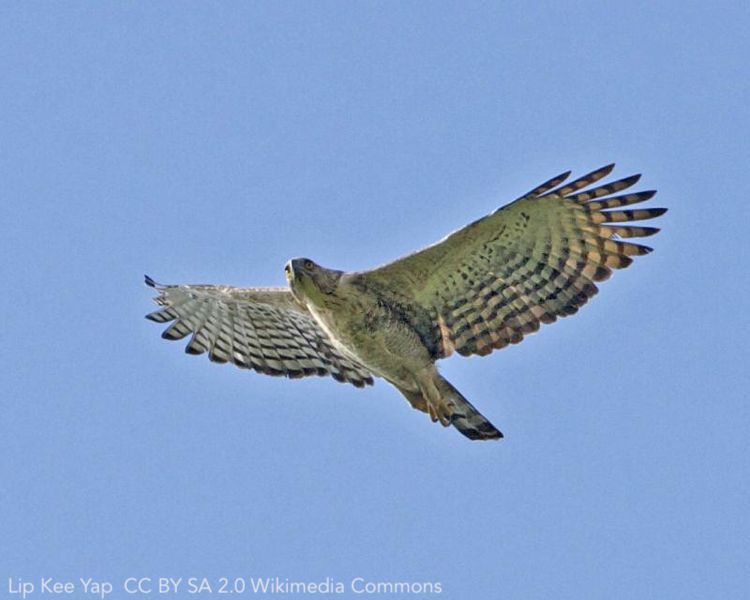 A Sacred Bird at the Crossroads of Destiny: Ethno-Ornithology of the Mountain Hawk-Eagle (Qadis) for the Paiwan People in Taiwan bioone.org/journals/journ… | J. of Ethnobiology | #ornithology #EthnoOrnithology