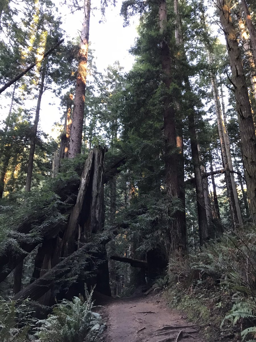 candela3_cantos's tweet image. I haven't said this until now because it felt like a dream... and still does a bit, but I'm starting to believe it :). I was awarded a Margarita Salas Postdoc at the end of last year and I moved to Arcata, California on Jan 1st for 2 years!