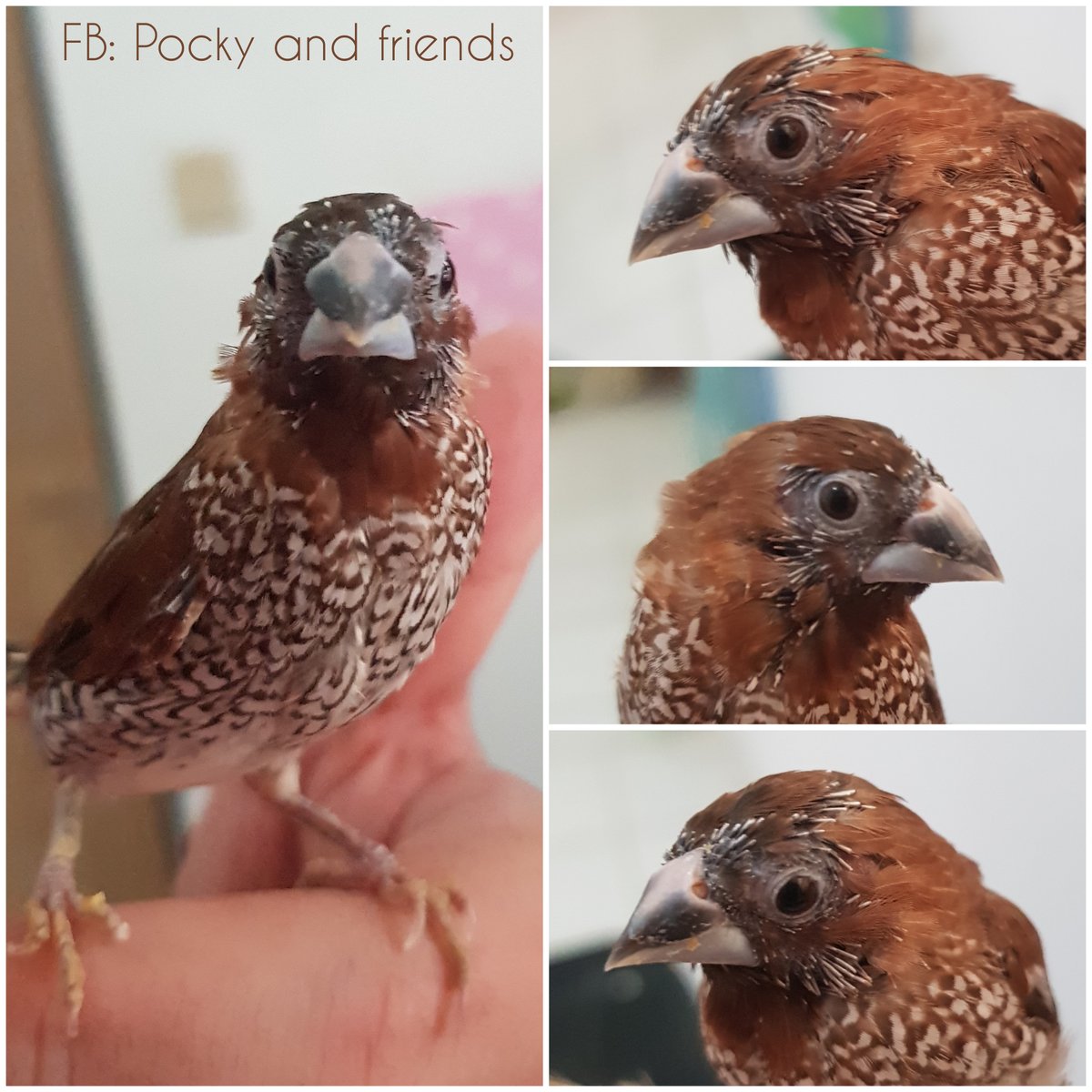 ArtOfEmm's tweet image. Do you have any munia species that is 10 years or older? Peanut is 8 years young this year. He is molting heavily at this moment. Yes, he is getting old. Less agile and slower in action, but otherwise healthy. 
#spicefinch  #petfinch #tamedfinch #petbird #peanutthefinch