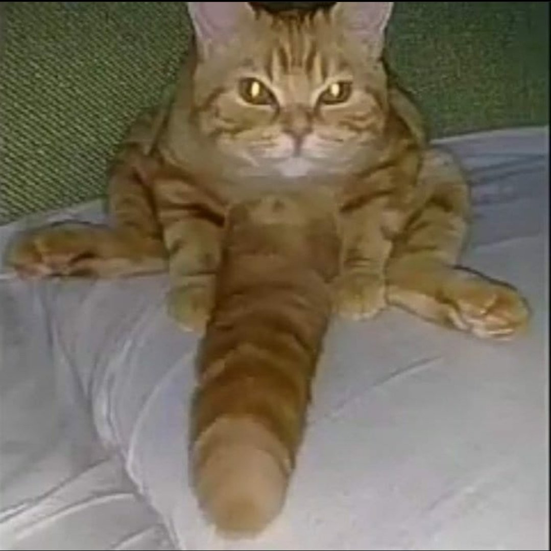 timmyfricker's tweet photo. Garfield?!!!! 1111!! 1 https://t.co/wYQlXYYFSc