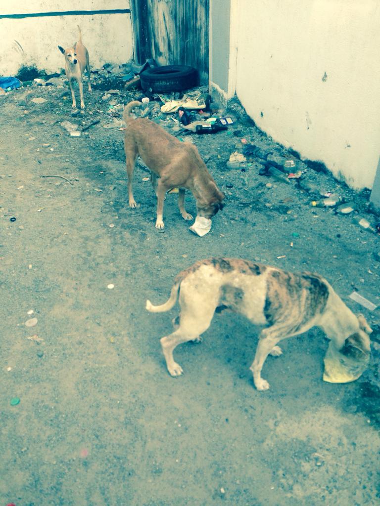 HMATIndia's tweet photo. Meet Revathy Ardent #animallover who feeds 150 dogs every month. If you would like to support her with food in kind please get in touch with us.

#AnimalWelfare #HMATIndia https://t.co/NMJwV9jn4l