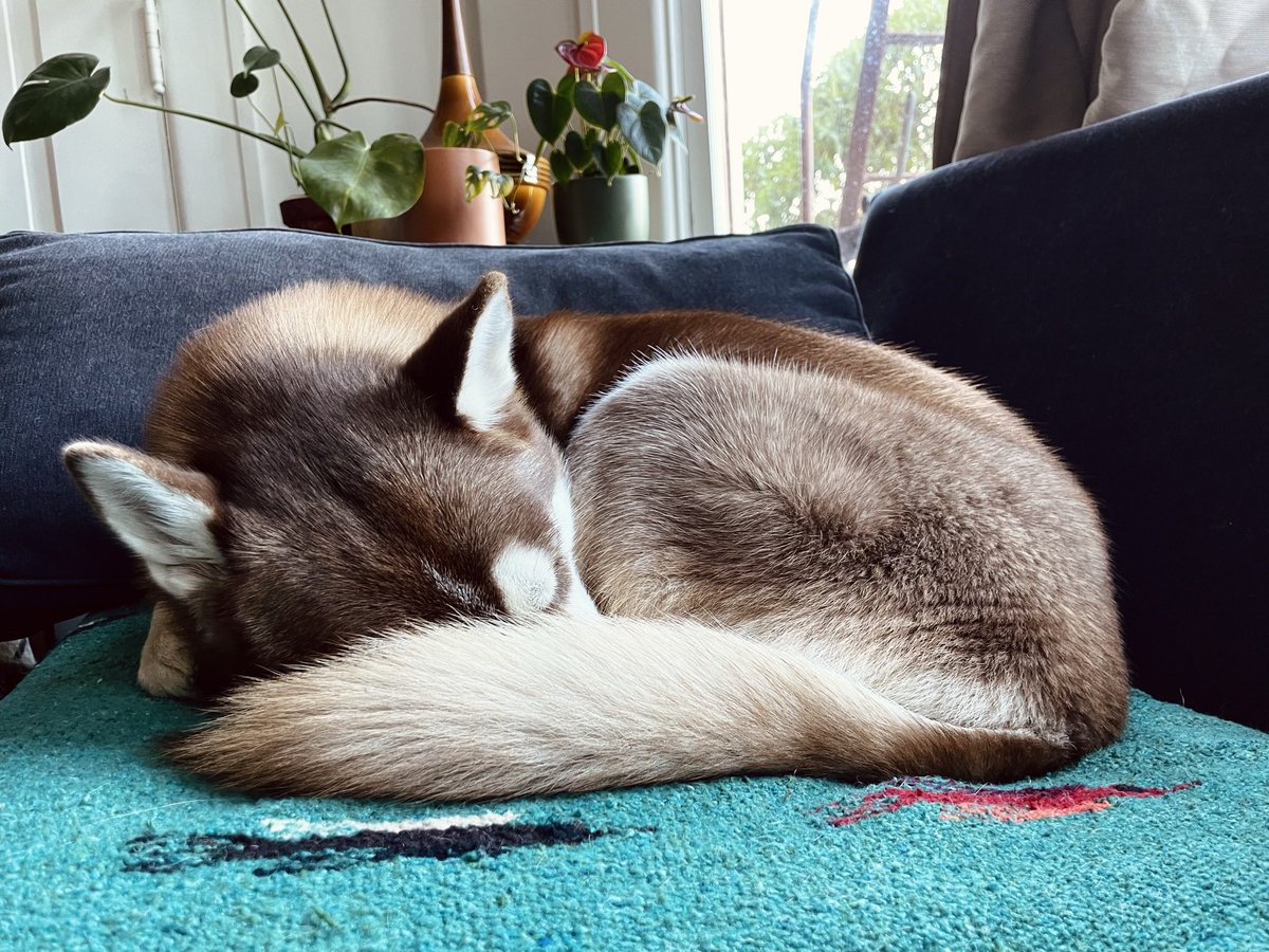 we_are_in_good's tweet photo. @JoseHernandezDz Volta looks like a small fox when she sleeps 🥰 https://t.co/MjT4WVNu1g