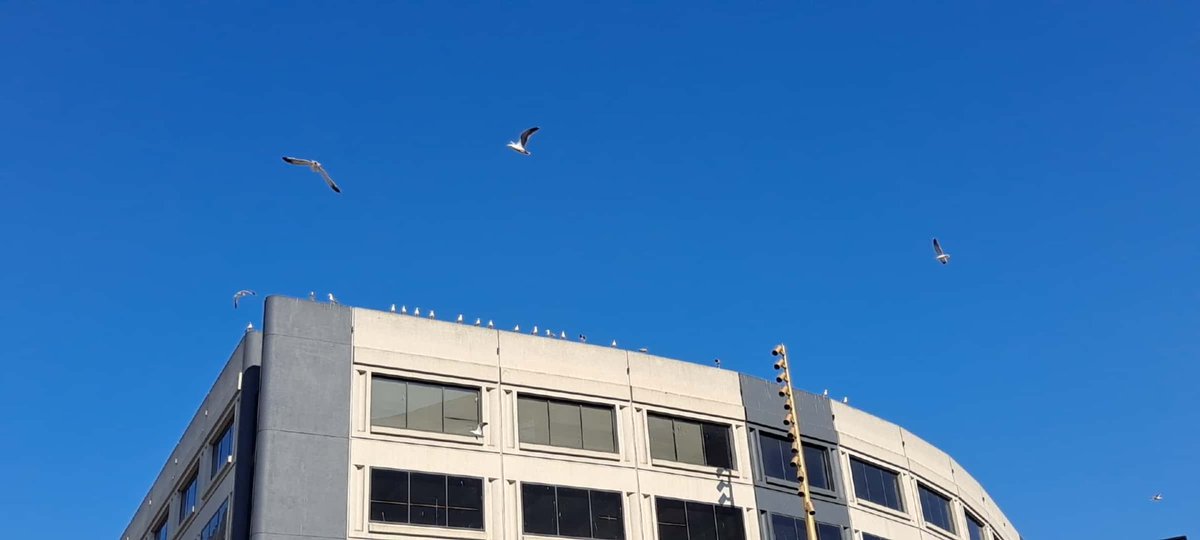 jlints58's tweet photo. #JanuaryFalls "anotic"
We soar otherly, intuitive brings
unthinking instinct
en masse with all around
a joy to interact
enter as
ennobled hard living down,
self dreams, a win streak
on the turn of a wing. https://t.co/ngqW4k8YwY