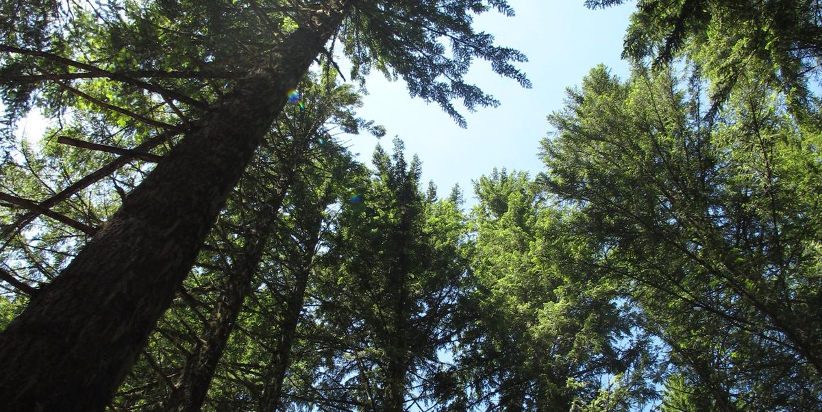 NETFUNDkenya's tweet photo. Limiting global warming is an existential obligation for mankind to save itself from extinction; and growing more trees is an important part of the solution. 

This year, let us all commit to doubling our efforts to contribute to the national #10PercentTreeCover https://t.co/h8uNIafQpk