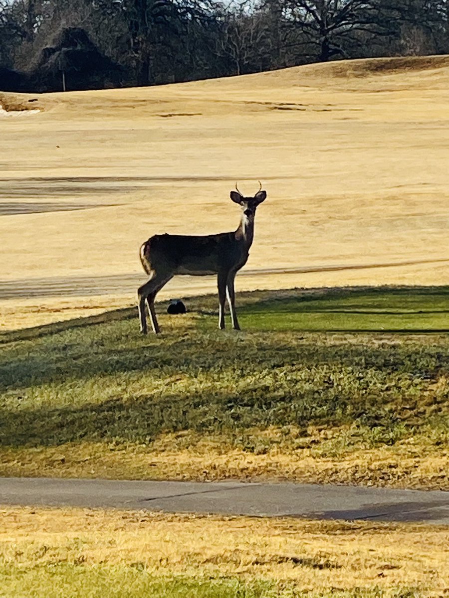 stacey_hickson's tweet image. @LadyBirdGolf #fredericksburgtx #awesomecourse #golffamily