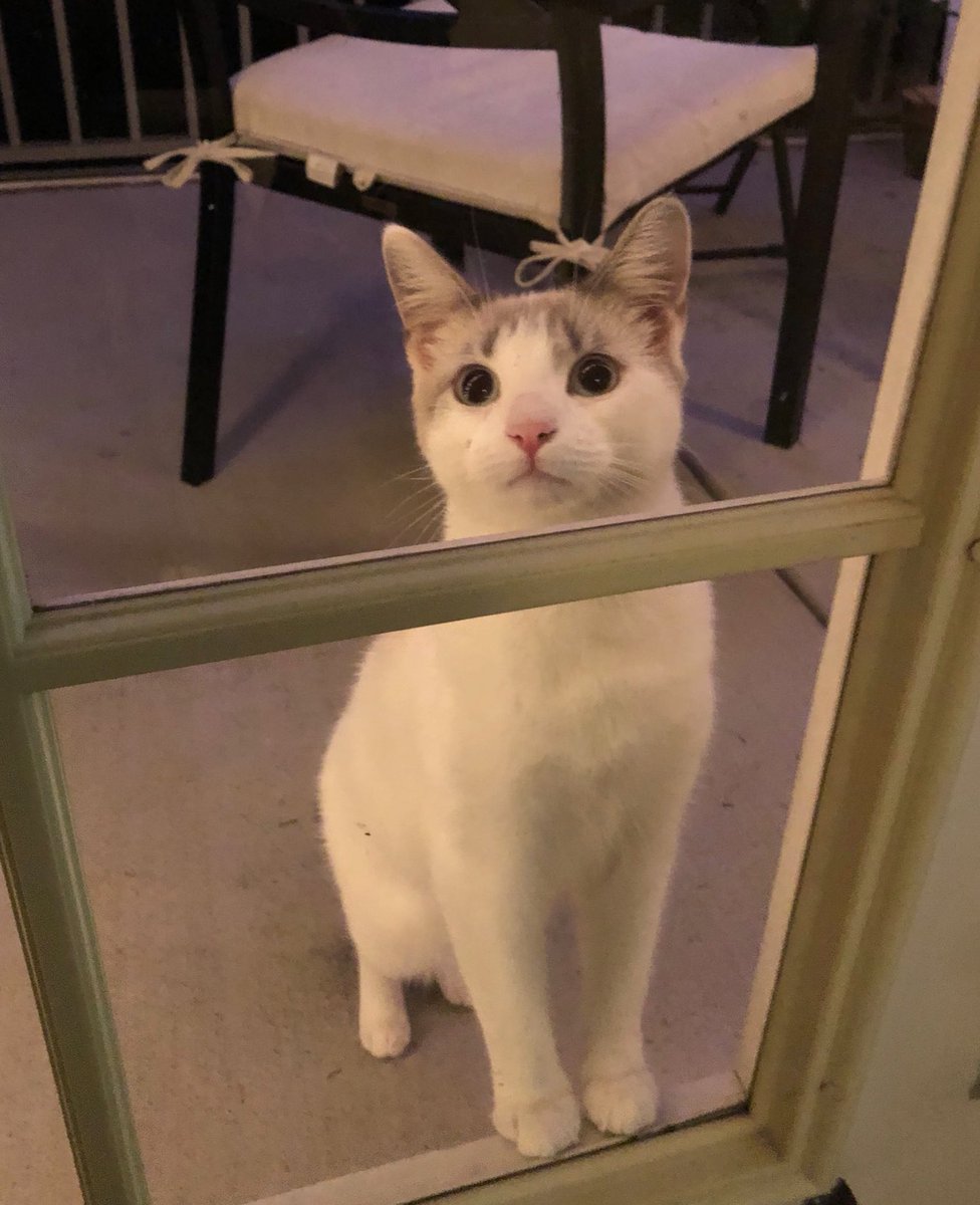 freddypitti's tweet photo. ¿Cómo decirle que no a esa carita? 🐱😍

#QueenVi 👑 https://t.co/YByDvlc1Ir