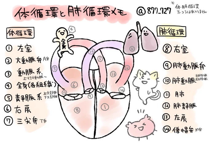 【体循環と肺循環めも】
肺静脈では動脈血が流れる(動脈血は酸素が多い血のことだけれど、心臓から出る血管を動脈というので静脈なのに動脈血が流れるというややこしいことになっている) 
心臓の弁が何個あるかなどもチェックしておく。 