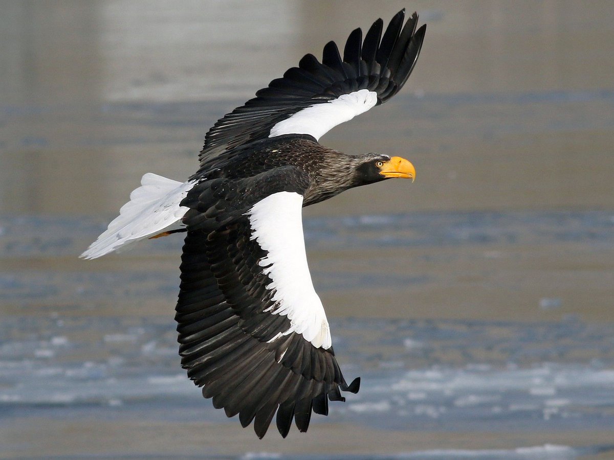Did you attempt to see the Steller’s Sea Eagle? Please consider taking our survey to learn more about the importance of vagrant species to bird conservation and local economies! surveymonkey.com/r/seaeagle #birdwatching #birding #StellersSeaEagle #wildlife