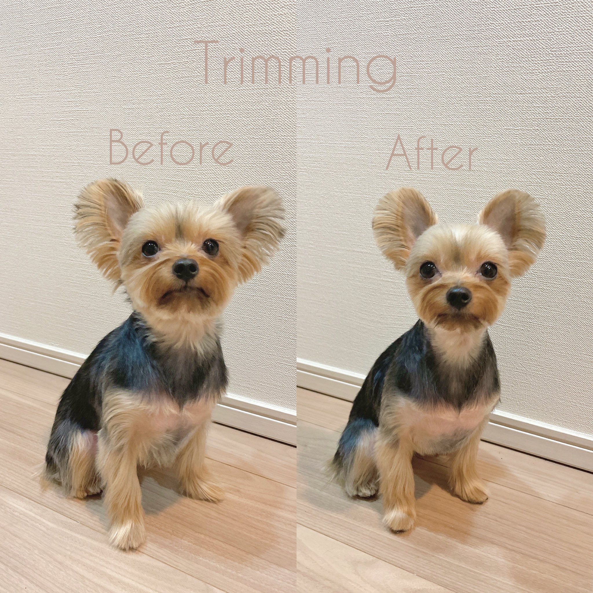 池田沙代 ぴ ぴのちカットしてもらった 最近はお家にトリマーさん来てくれて おうちトリミング ストレス少ないみたい かわいいーなぁー トリミング おうちトリミング Trimming Beforeafter ヨークシャーテリア ヨークシャテリア ヨーキー
