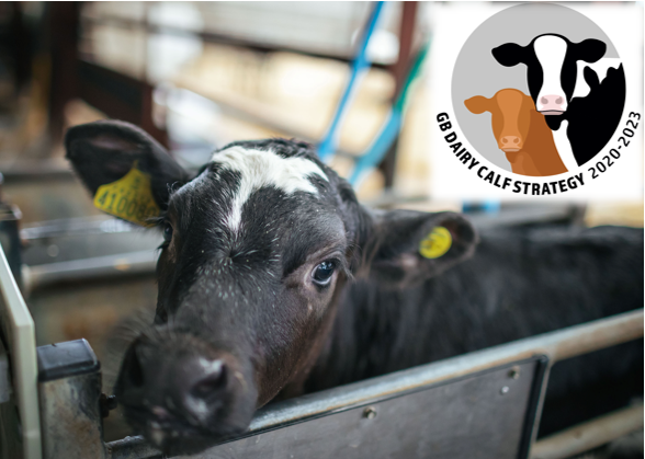 GamechangerFarm's tweet photo. As part of the @AHDB and @NFUdairy GB Calf Week, we will be hosting our first Sainsbury’s Integrated Beef Programme open day in Shropshire on the 3rd of February. 

 To join please contact info@blade-farming.com. 

#businessofbeef #bladefarming #integratedbeef #GBCalfWeek https://t.co/EG3OeUbSaM