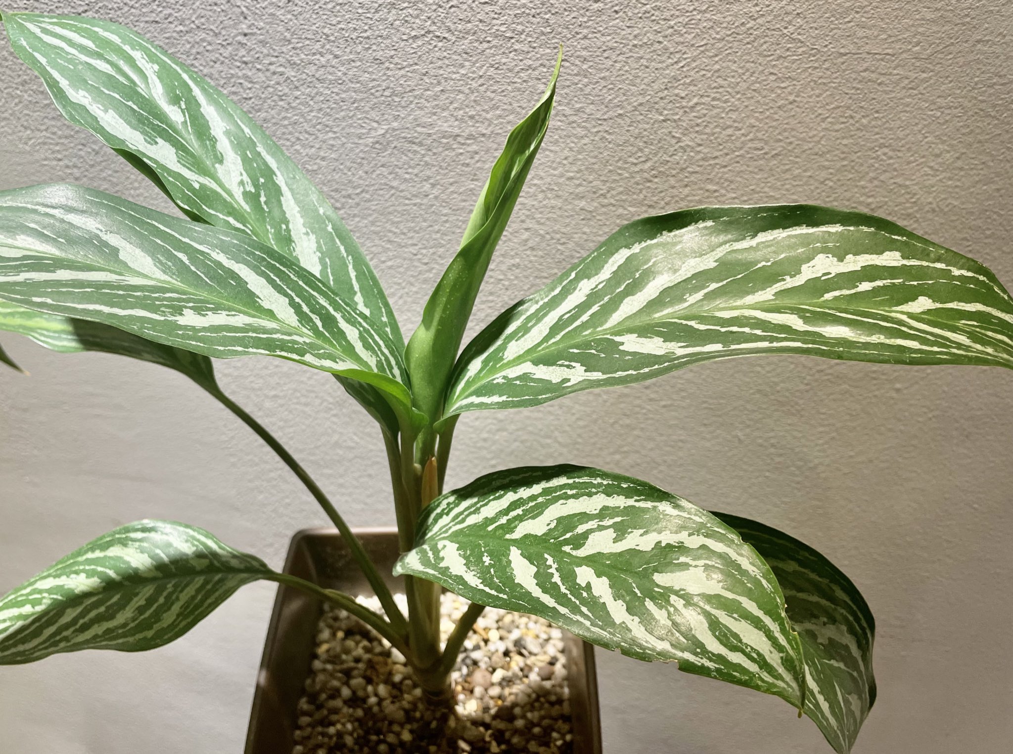 オンライン限定商品 カーティシー ニティドゥム アグラオネマ 植物 観葉植物