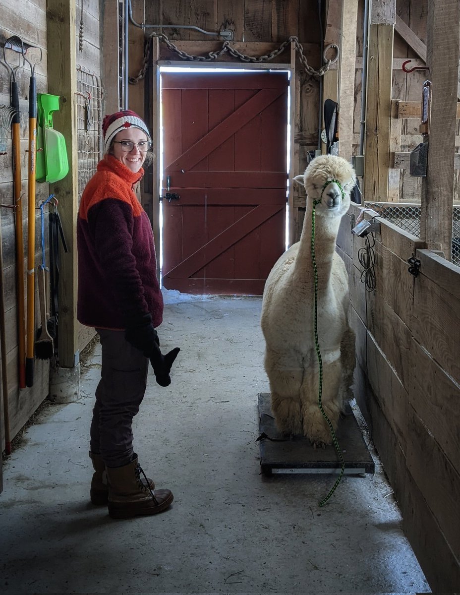 ohalpacas's tweet photo. We wish every alpaca was this easy to get on the scale! Gracie really is a dream.
#easykeeper #OHalpacas #Gracie #herdhealth #backyardfarmer #FarmLife #FarmHers #alpacalife #alpacas https://t.co/u7WOO8BFcM