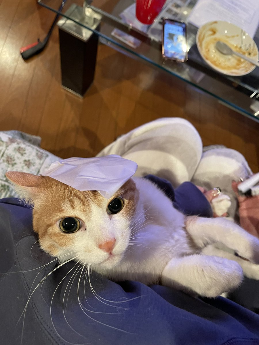 猫の頭にコロコロのシートを乗っけると大人しく爪切りさせてくれるらしい という噂 マジック Togetter