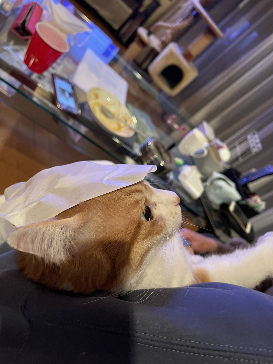 猫の頭にコロコロのシートを乗っけると大人しく爪切りさせてくれるらしい という噂 マジック Togetter