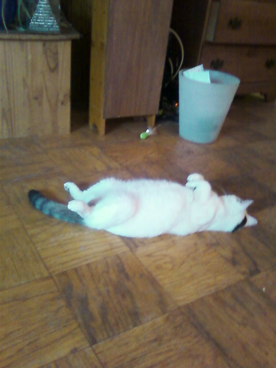 Bonnie's yoga session may have turned into a nap!
<a href="/irisesther54/">Iris Esther López RIP Avi 🌈</a> <a href="/danapixie/">Mitzi & Madi's staff. LOVE Daffy & TSK 🌈❤️😢💔</a> <a href="/lucy_bunnies/">Captain.Lucy RAAAA 🧟‍♂️🧟‍♂️🧟‍♂️</a> <a href="/Yellowonetsy/">Yellow Dog Antiques RIP Bella & Avi</a> <a href="/MillieOTLFP/">Millie🐾🌈#oneforallandallformillie 🐾🌈</a> <a href="/paseri021/">Clara:HANA Cat Come</a> <a href="/Pixie_Tooth/">Pixie Tooth 🌈💔</a> @KrisArmstrong1 <a href="/carolyn_from/">Carolyn from Maryland</a> <a href="/klscomus1/">Kevin Scott</a> <a href="/PeterRabbit67/">PeterRABBIT67 😺 🦜🦜 PARROTY 🦜🦜☕️🐌</a> <a href="/badpiratemonkey/">(((kid yid & her jew dog)))</a>