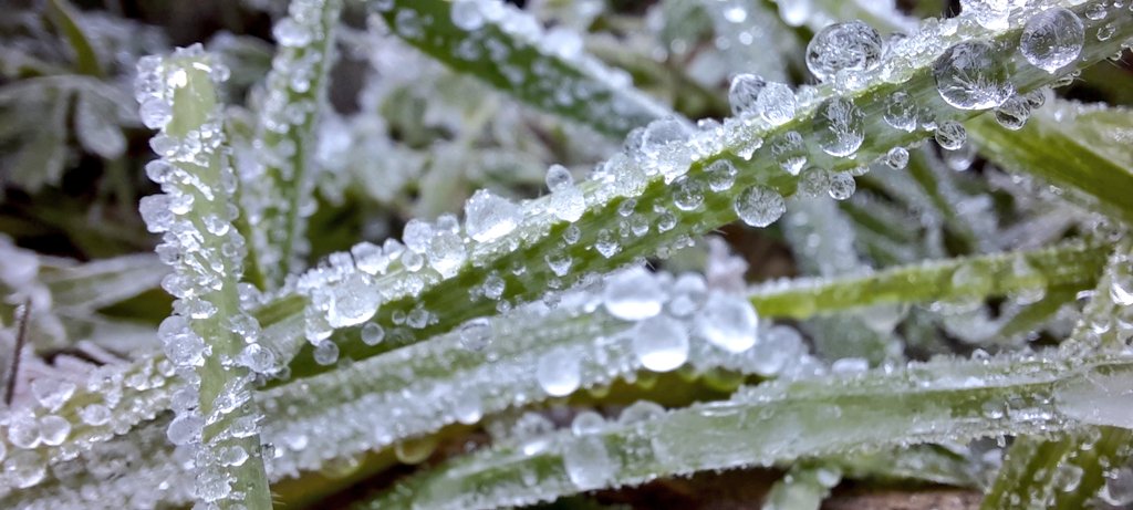 Vakapiupiu's tweet photo. Matí i migdia molt gelat per raconades de la Riera de Jafre a Can Llosses..a 1 grau a les 11.05 h.
Mínima -3,3 graus el 15 #gener2022.
Em dues setmanes màxina 10.6 graus. Una mini Sibèria a #Ribes https://t.co/lok75ucwS3