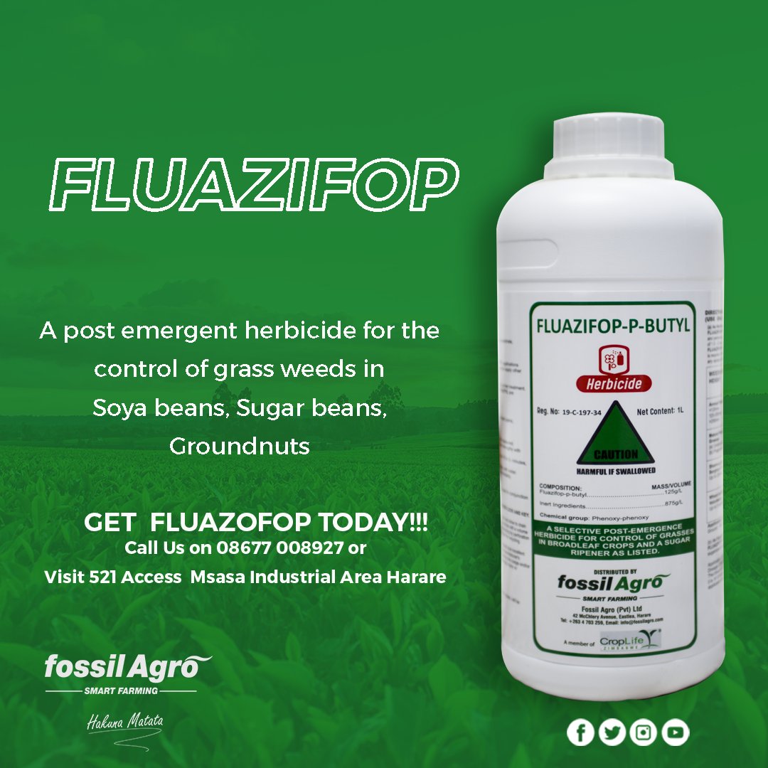 FLUAZIFOP is a post-emergence herbicide for the control of annual and perennial grasses. application rate is 1-8litres per hectare 
It controls all grasses in broadleaved crops like soybeans, groundnuts, tobacco, sugar beans, tomatoes, butternuts, and brassicas