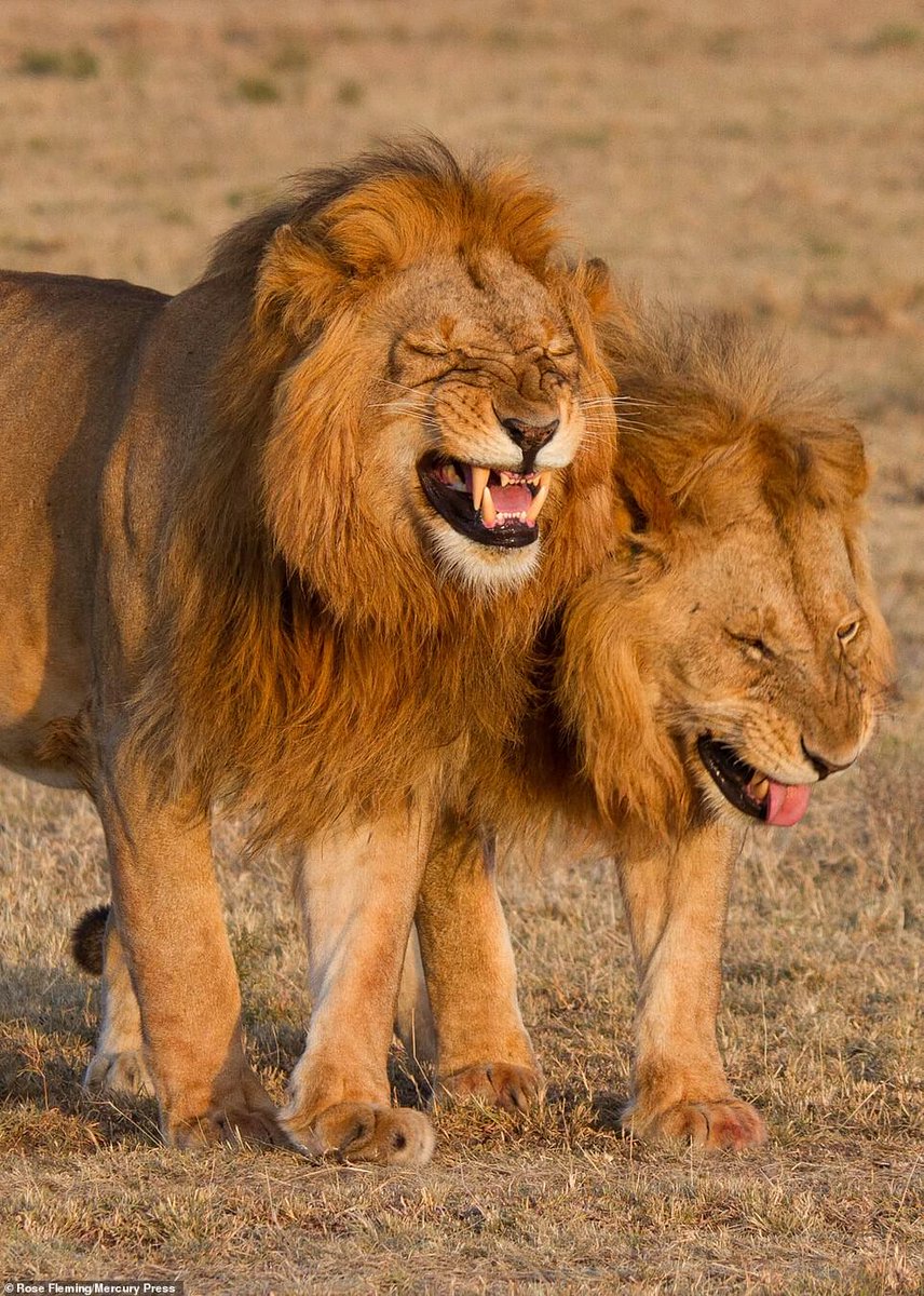 2 lions frères, photographiés au Kanya par Rose Fleming. On dirait ils se tapent un fou rire!