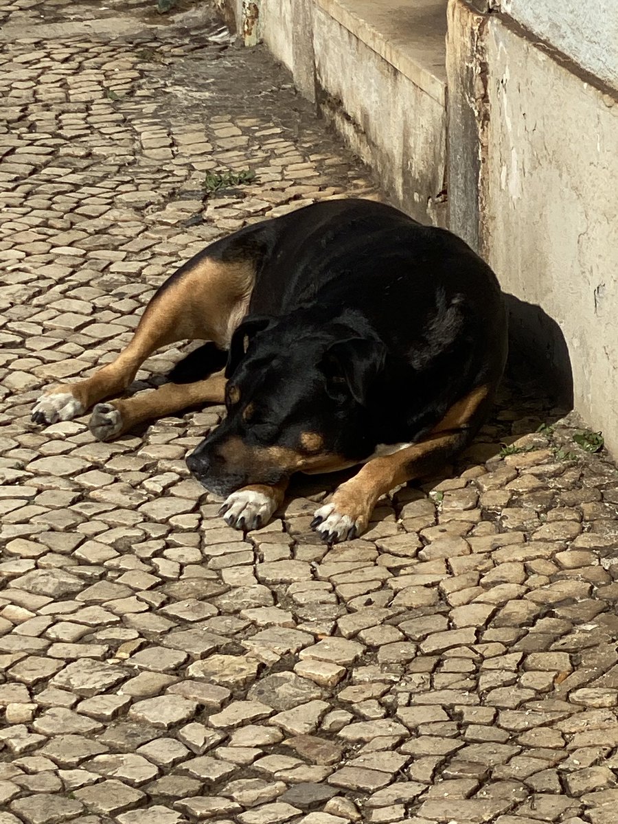sami1laine's tweet photo. Hello Lisbon, I’ve been missing you!

#travel #escapehome #openworld https://t.co/MEMA5eYeOv