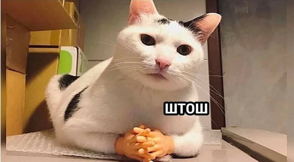 Fedotov Alexander tweet media