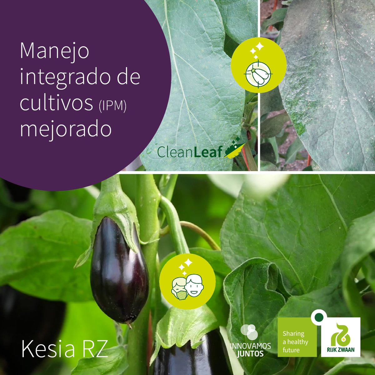innovamosjuntos's tweet photo. Las variedades CleanLeaf son menos atractivas para la mosca blanca y las larvas de trips. Cuando una variedad estándar y una #CleanLeaf 🍆 están situadas en el mismo invernadero, se ve preferencia por la variedad estándar, resultando en una mayor presión de plaga. https://t.co/FgXWqtEkmS