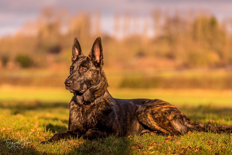 #ThrowbackThurday to this day 2018 with Max #dutchherder