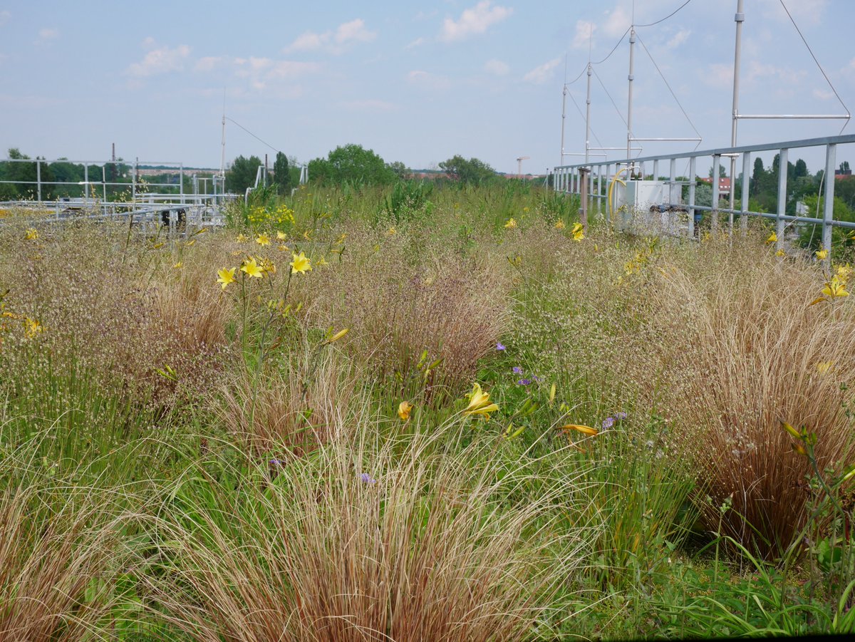 In Klimasanierungsbereichen fördert die <a href="/StadtLeipzig/">Stadt Leipzig</a> 50% der Kosten für ein Gründach. Mehr Details hier: bit.ly/3KNL7N2