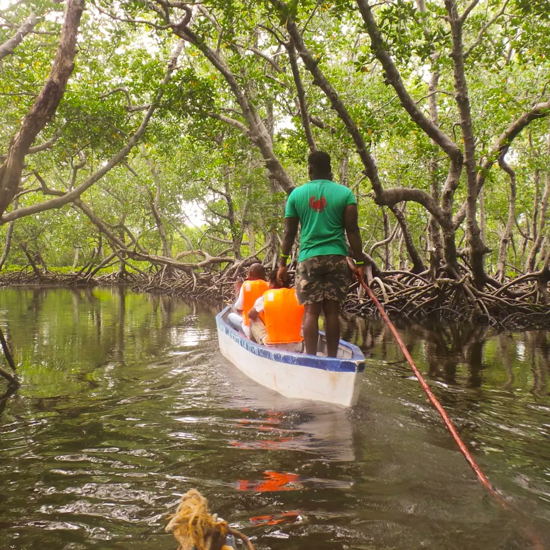 Crabshackwatamu's tweet photo. Canoe ride is one of the #breathtaking activities you can do while at the crab shack in midacreek. #nature #mangroveforest #canoeride #channelcruising #watamukenya https://t.co/e6vgbYS4i4