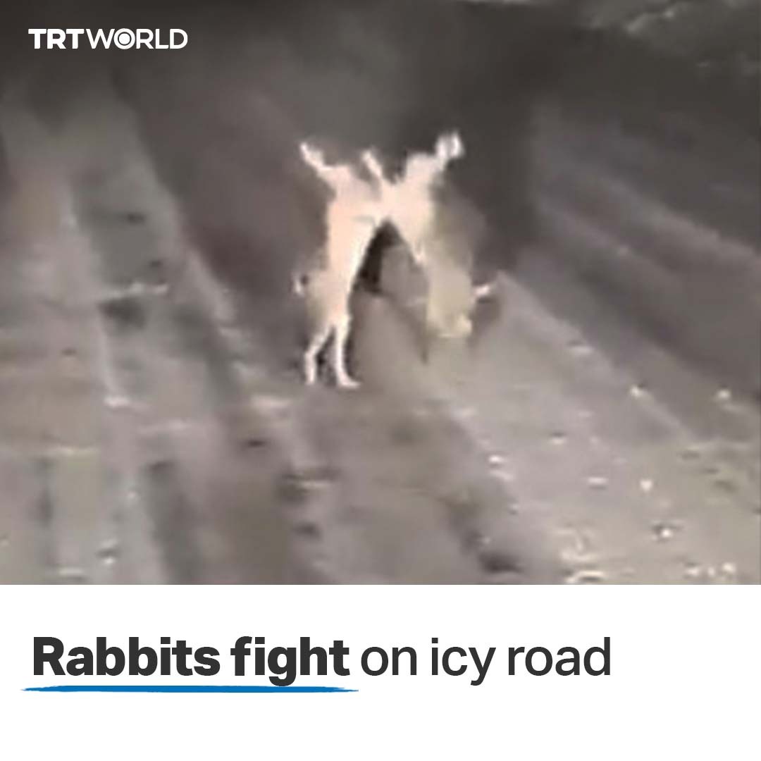 TRT World on Twitter: 