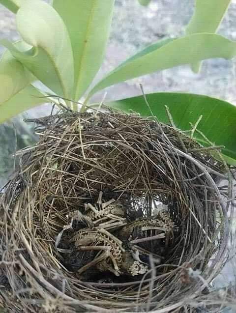 For the people who go out
 Hunting a bird ...
 "She left home and never
 came back "💔
#AllAnimalsMatter 
       🐾🐦