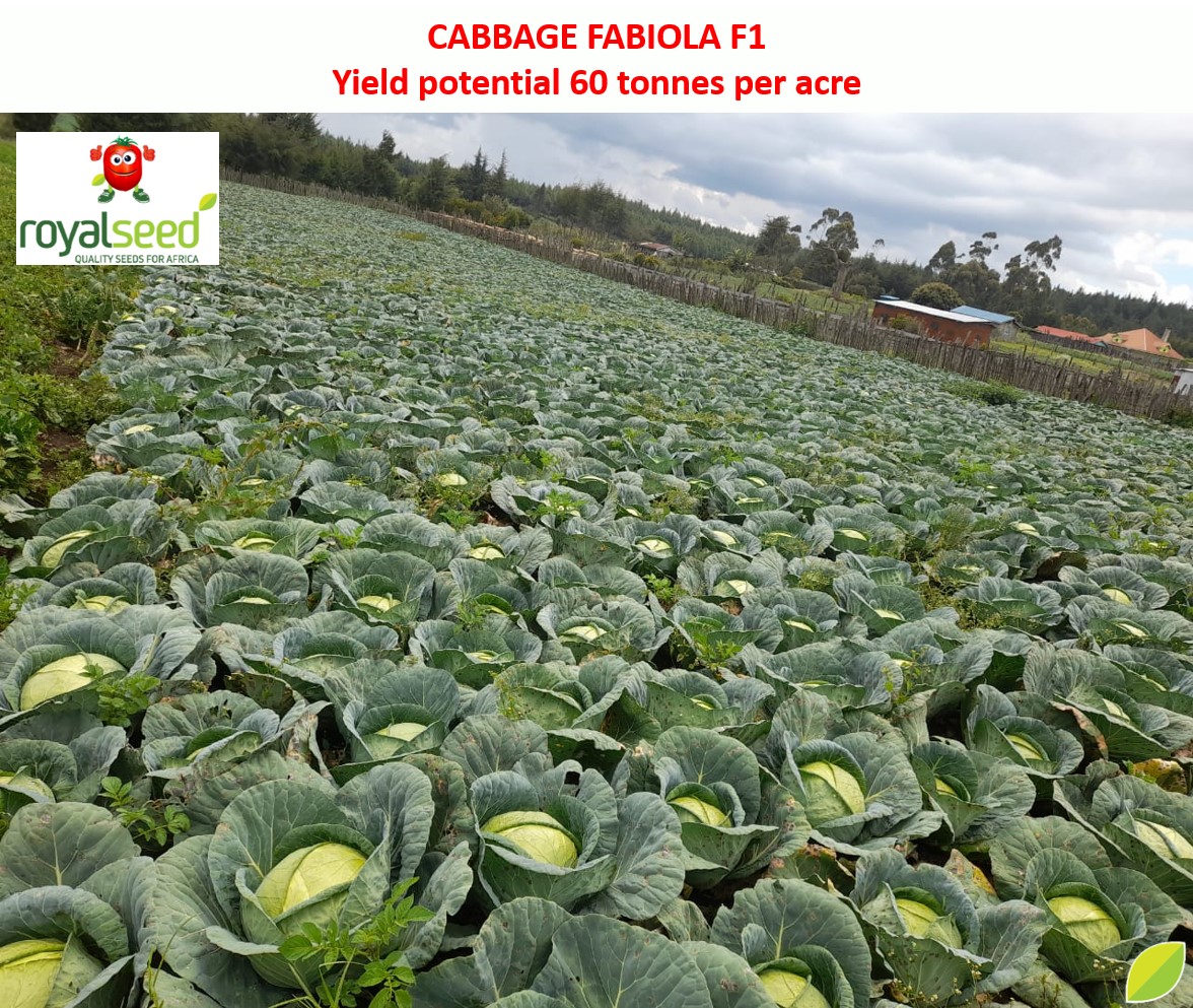 RoyalSeedKE's tweet photo. This #vegenuary #CABBAGE farming is profitable when you have the right knowledge & can be 💪 Income generating project that will make you smile to the bank throughout the new year 2022.
Invest wisely by getting our very own #FABIOLAF1 CABBAGE
To place an Order, reach us; https://t.co/V7B4kB2K6X