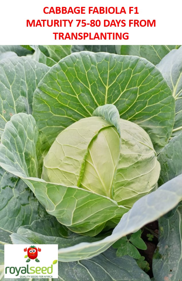 RoyalSeedKE's tweet photo. This #vegenuary #CABBAGE farming is profitable when you have the right knowledge & can be 💪 Income generating project that will make you smile to the bank throughout the new year 2022.
Invest wisely by getting our very own #FABIOLAF1 CABBAGE
To place an Order, reach us; https://t.co/V7B4kB2K6X